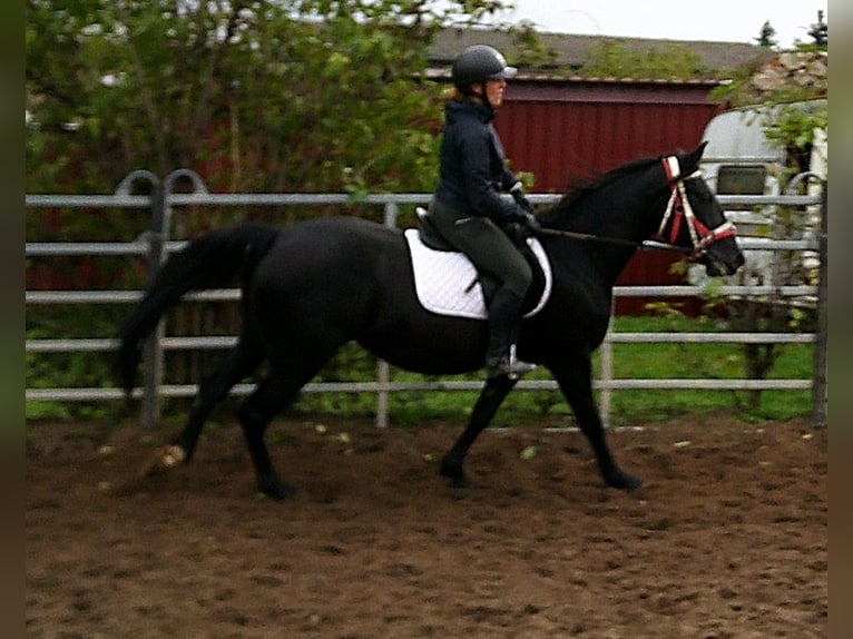 Andere Rassen Mix Merrie 5 Jaar 155 cm Zwart in Buttst&#xE4;dt