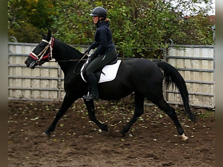 Andere Rassen Mix Merrie 5 Jaar 155 cm Zwart in Buttst&#xE4;dt
