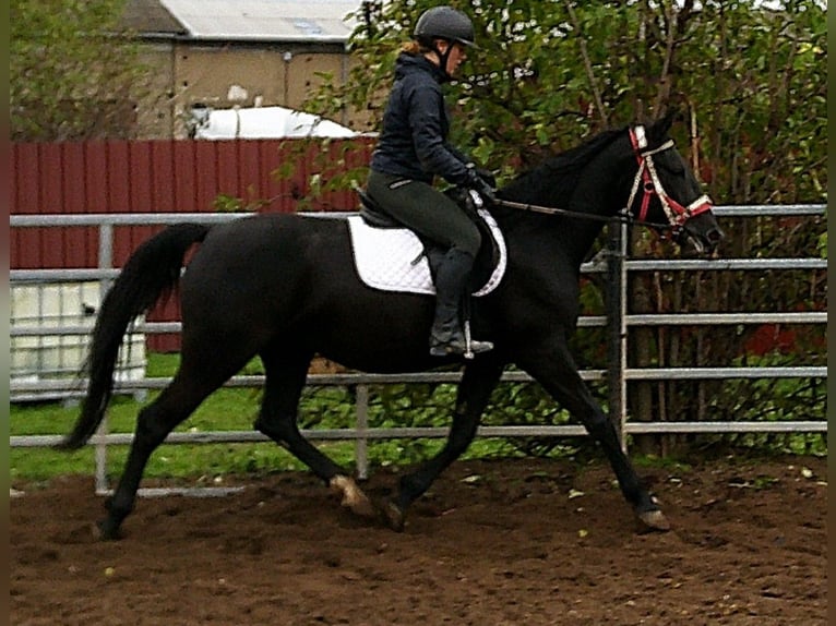 Andere Rassen Mix Merrie 5 Jaar 155 cm Zwart in Buttst&#xE4;dt