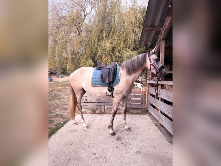 Andere Rassen Merrie 5 Jaar 156 cm Schimmel in Perissac