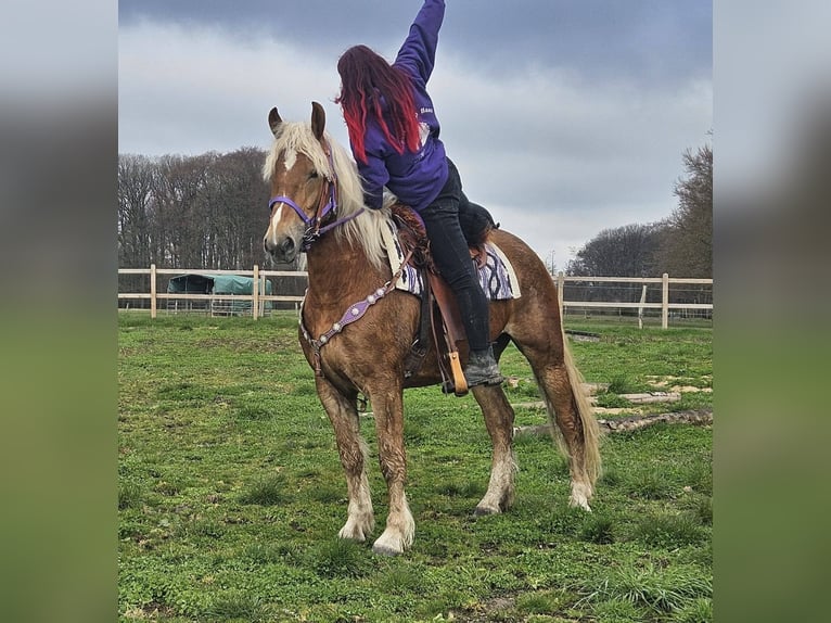 Andere Rassen Merrie 5 Jaar 156 cm Vos in Linkenbach