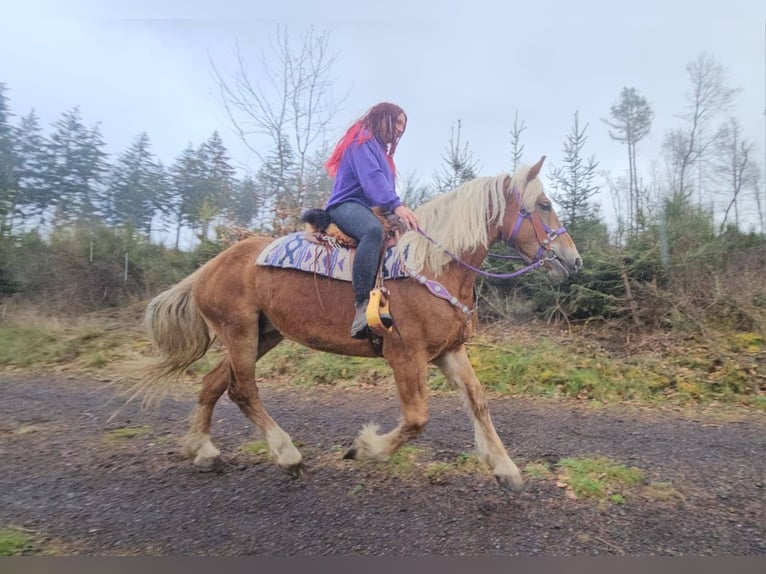 Andere Rassen Merrie 5 Jaar 156 cm Vos in Linkenbach