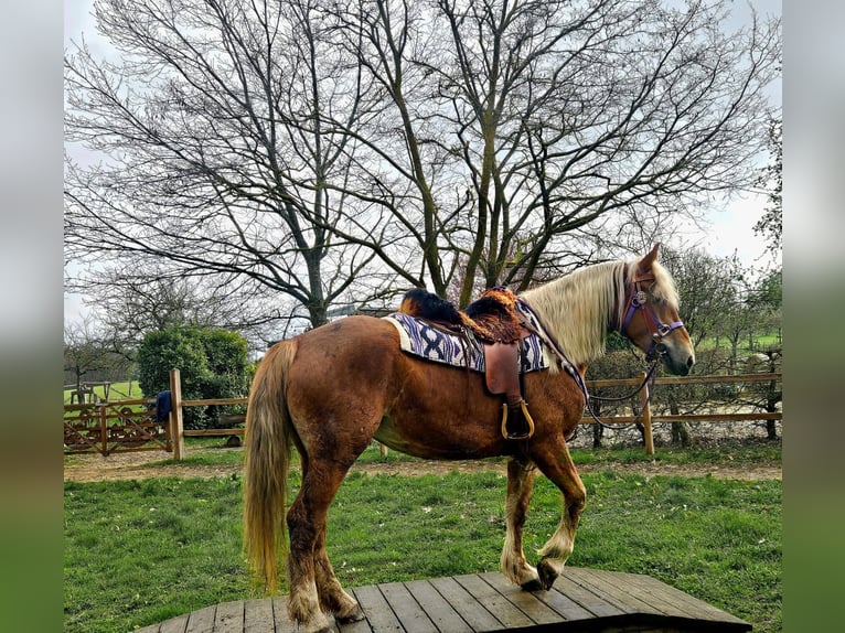 Andere Rassen Merrie 5 Jaar 156 cm Vos in Linkenbach