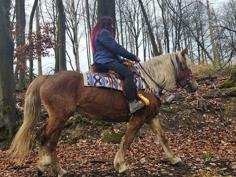 Andere Rassen Merrie 5 Jaar 156 cm Vos in Linkenbach