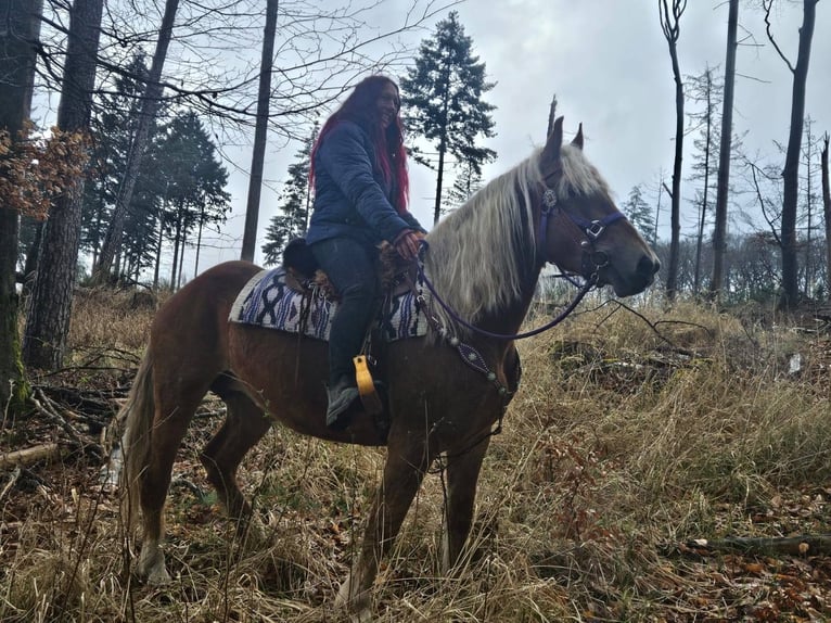 Andere Rassen Merrie 5 Jaar 156 cm Vos in Linkenbach