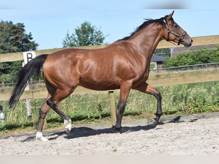 Andere Rassen Merrie 5 Jaar 158 cm Roodbruin in Achtmaal