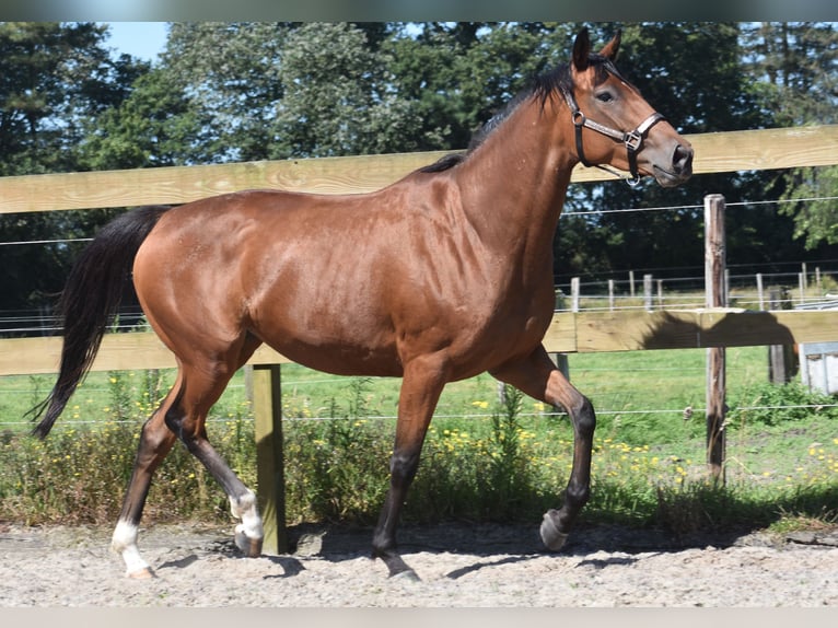 Andere Rassen Merrie 5 Jaar 158 cm Roodbruin in Achtmaal