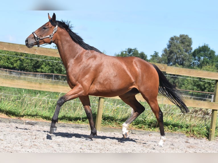 Andere Rassen Merrie 5 Jaar 158 cm Roodbruin in Achtmaal