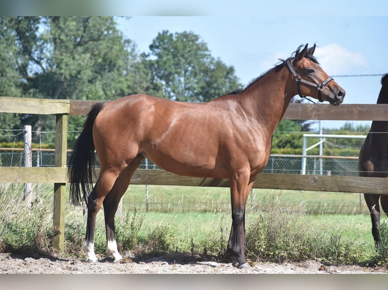 Andere Rassen Merrie 5 Jaar 158 cm Roodbruin in Achtmaal