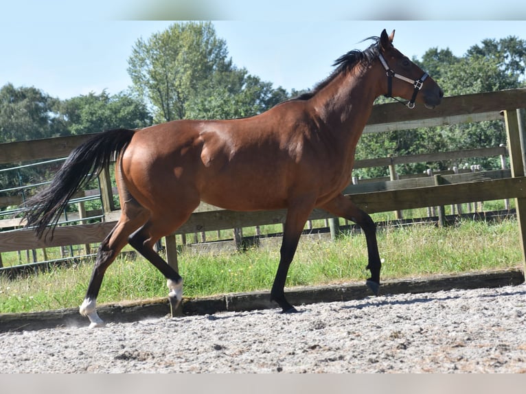 Andere Rassen Merrie 5 Jaar 158 cm Roodbruin in Achtmaal