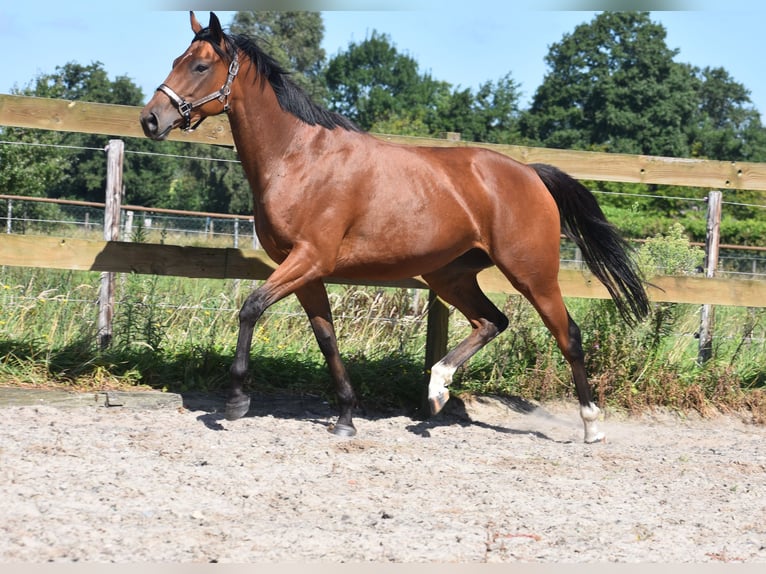 Andere Rassen Merrie 5 Jaar 158 cm Roodbruin in Achtmaal