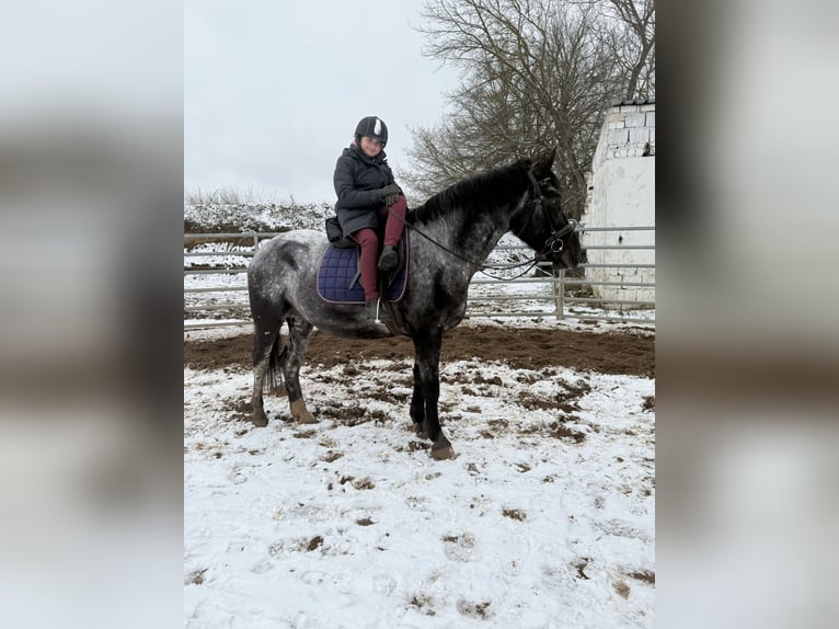 Andere Rassen Merrie 5 Jaar 160 cm Blauwschimmel in Gleina