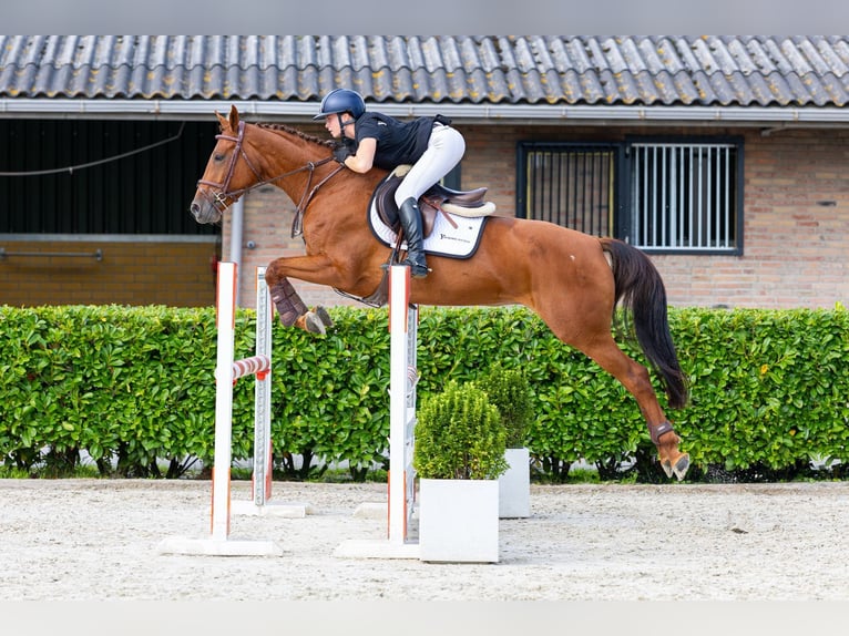 Andere Rassen Merrie 5 Jaar 160 cm Vos in Waddinxveen
