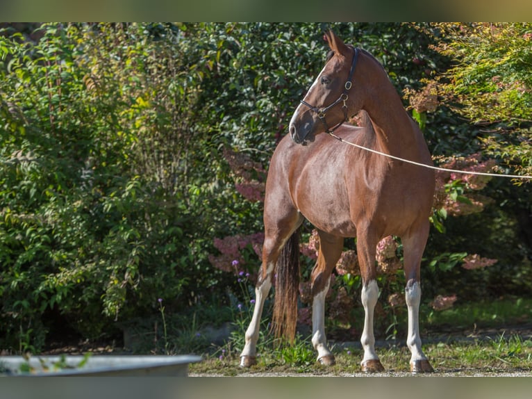 Andere Rassen Merrie 5 Jaar 161 cm Sabino in Aletshausen