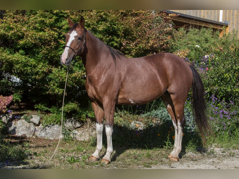 Andere Rassen Merrie 5 Jaar 161 cm Sabino in Aletshausen