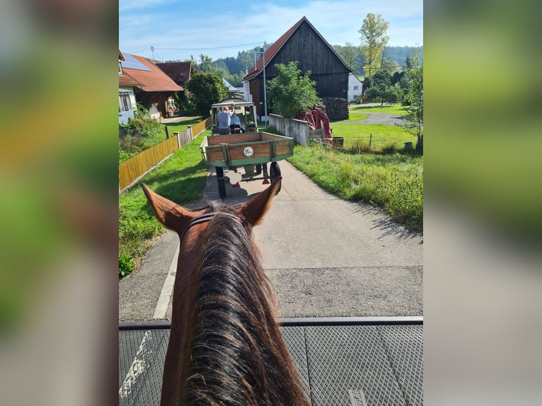 Andere Rassen Merrie 5 Jaar 161 cm Sabino in Aletshausen