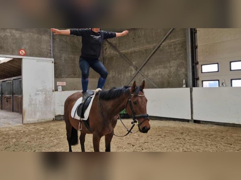 Andere Rassen Merrie 5 Jaar 162 cm Bruin in Breda