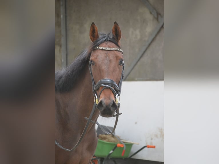 Andere Rassen Merrie 5 Jaar 162 cm Bruin in Breda