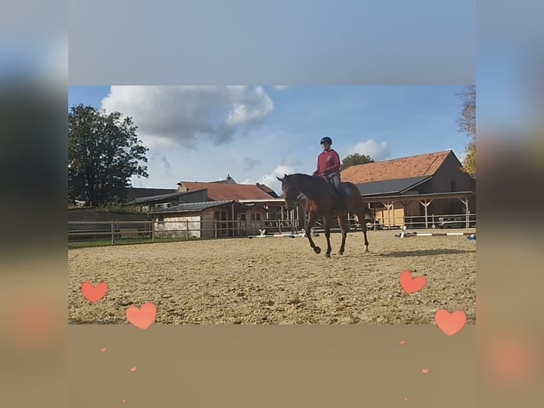 Andere Rassen Merrie 5 Jaar 162 cm Bruin in Erkelenz