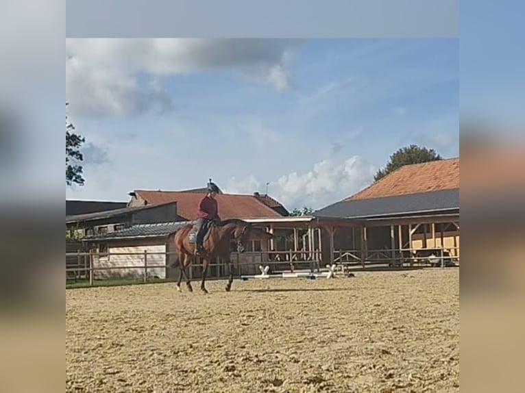 Andere Rassen Merrie 5 Jaar 162 cm Bruin in Erkelenz