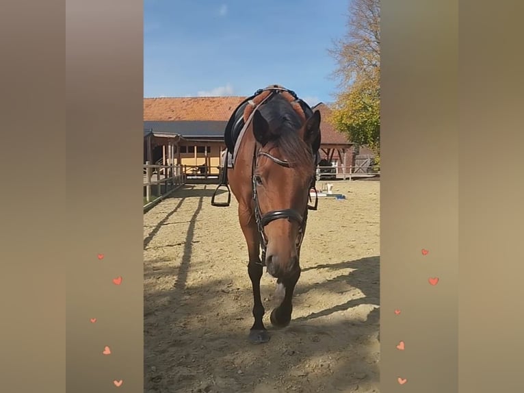 Andere Rassen Merrie 5 Jaar 162 cm Bruin in Erkelenz