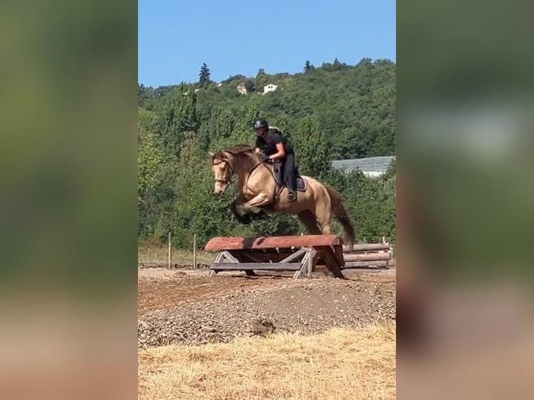 Andere Rassen Mix Merrie 5 Jaar 162 cm Champagne in Manteyer