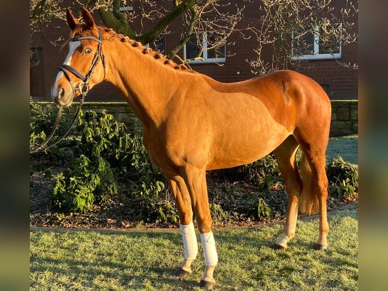 Andere Rassen Merrie 5 Jaar 162 cm Vos in Hopsten