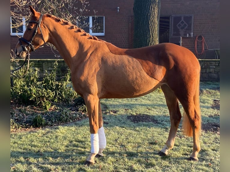 Andere Rassen Merrie 5 Jaar 162 cm Vos in Hopsten