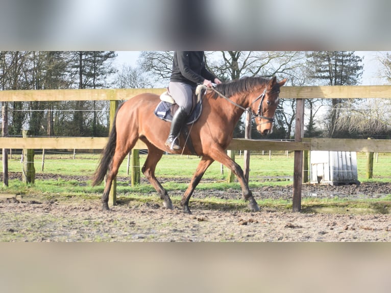 Andere Rassen Merrie 5 Jaar 163 cm Bruin in Achtmaal