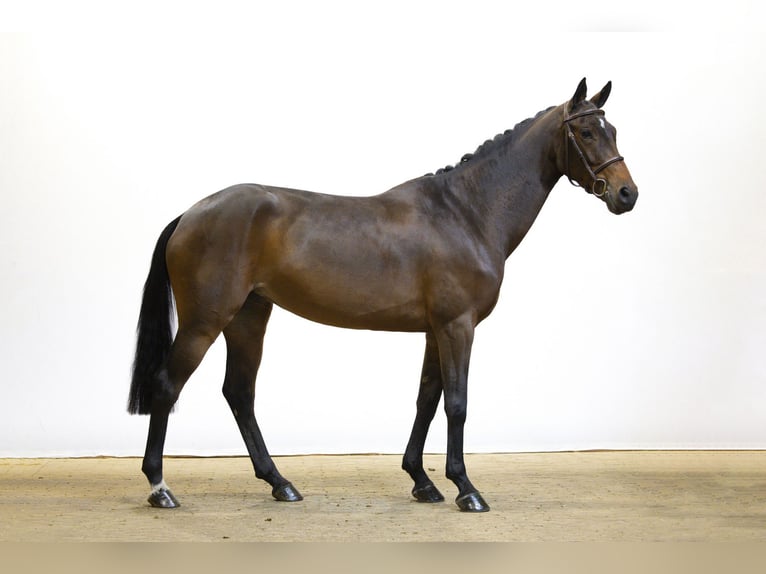 Andere Rassen Merrie 5 Jaar 163 cm Bruin in Waddinxveen Andere Rassen Merrie 5 Jaar 163 cm Bruin in Waddinxveen