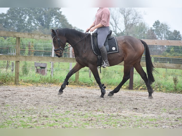 Andere Rassen Merrie 5 Jaar 163 cm Donkerbruin in Achtmaal