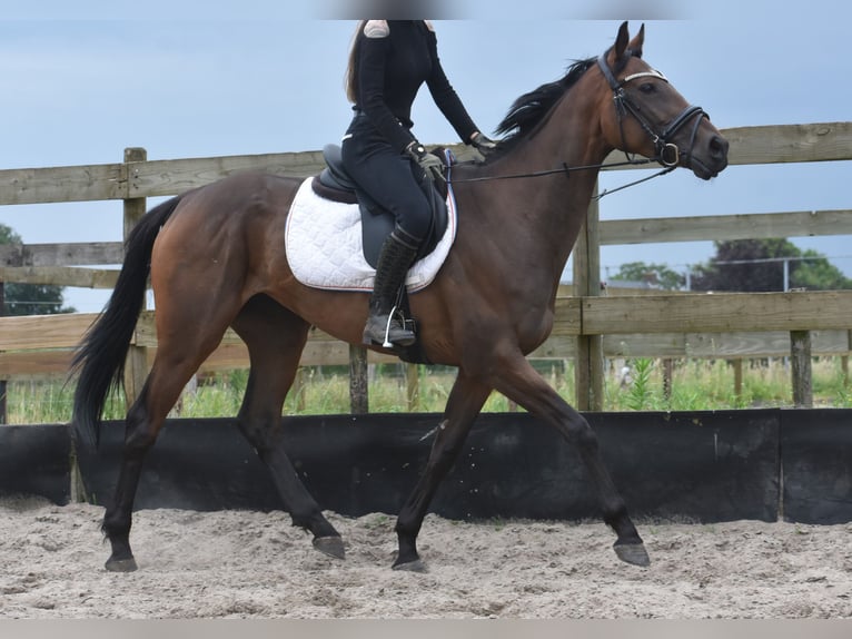 Andere Rassen Merrie 5 Jaar 163 cm Donkerbruin in Achtmaal