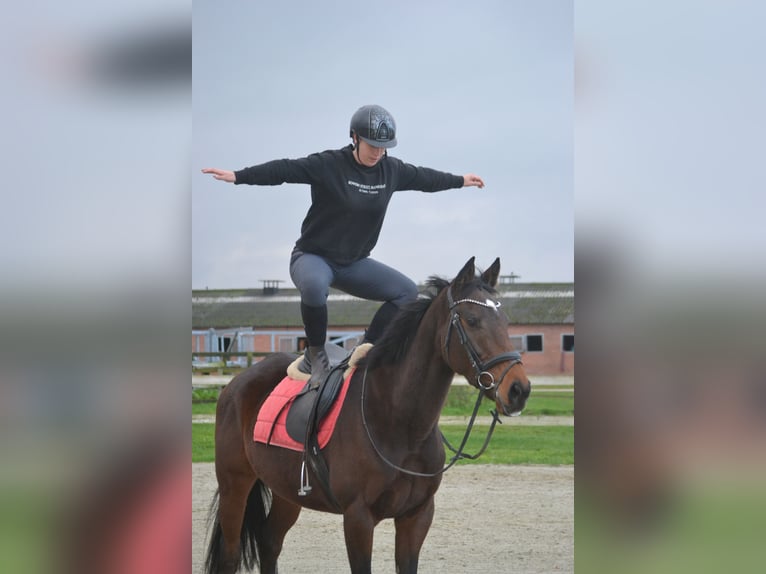 Andere Rassen Merrie 5 Jaar 163 cm Donkerbruin in Breda