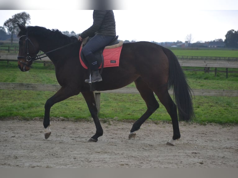 Andere Rassen Merrie 5 Jaar 163 cm Donkerbruin in Breda