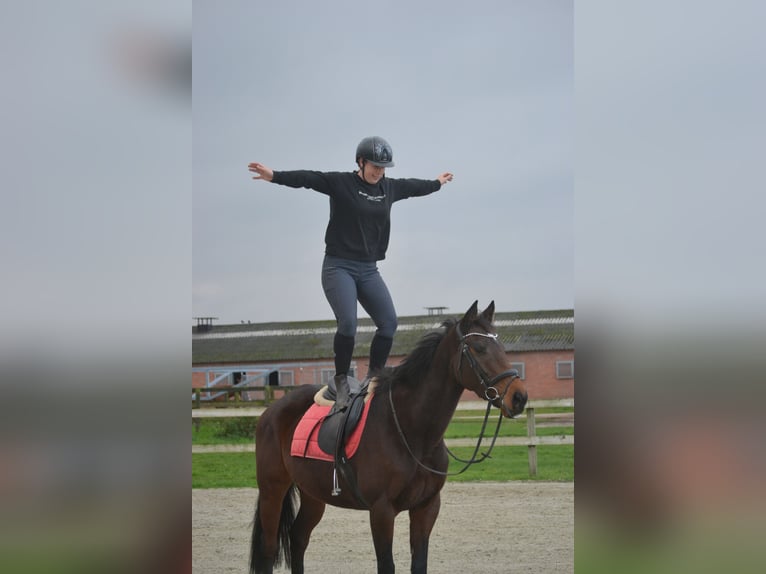 Andere Rassen Merrie 5 Jaar 163 cm Donkerbruin in Breda