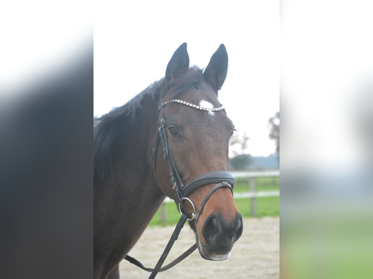 Andere Rassen Merrie 5 Jaar 163 cm Donkerbruin in Breda