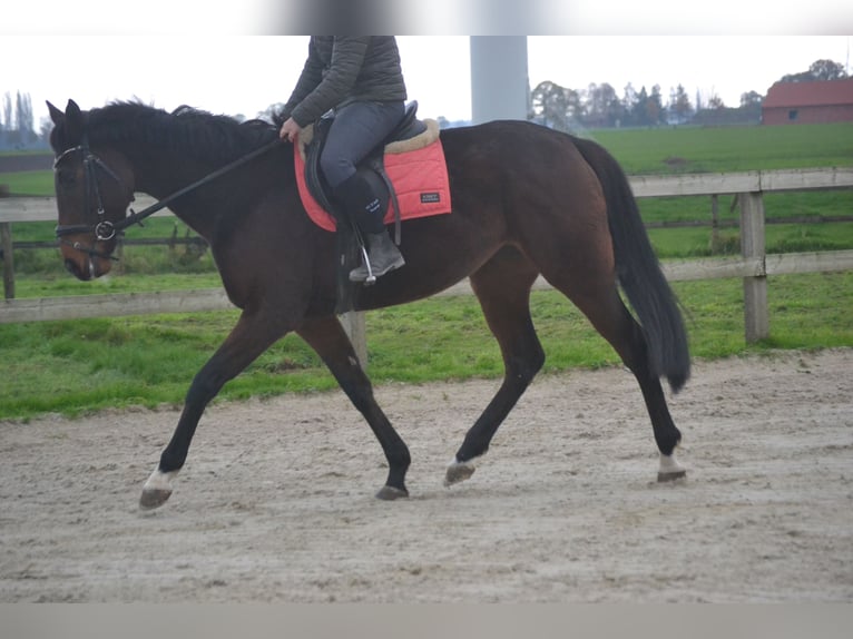 Andere Rassen Merrie 5 Jaar 163 cm Donkerbruin in Breda