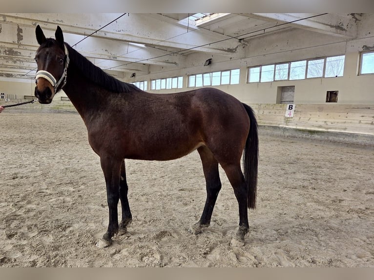 Andere Rassen Merrie 5 Jaar 163 cm Donkerbruin in Sempas