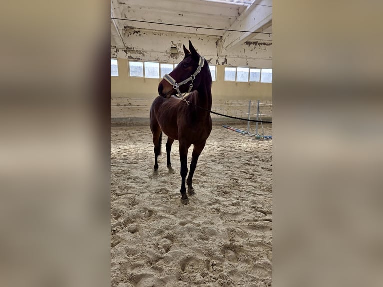 Andere Rassen Merrie 5 Jaar 163 cm Donkerbruin in Sempas