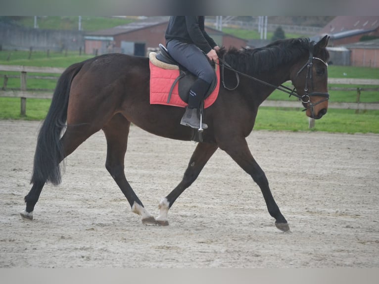 Andere Rassen Merrie 5 Jaar 163 cm Donkerbruin in wuustwezel