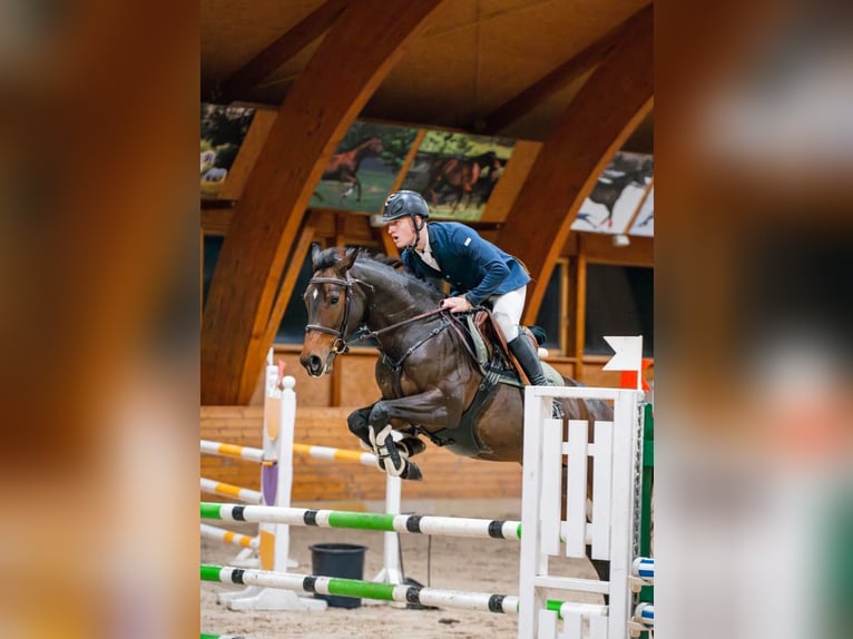 Andere Rassen Merrie 5 Jaar 165 cm Roodbruin in PAUPIS