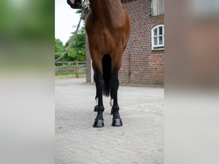 Andere Rassen Merrie 5 Jaar 166 cm Vos in GROTE-BROGEL