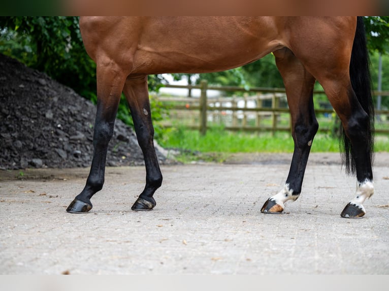 Andere Rassen Merrie 5 Jaar 166 cm Vos in GROTE-BROGEL