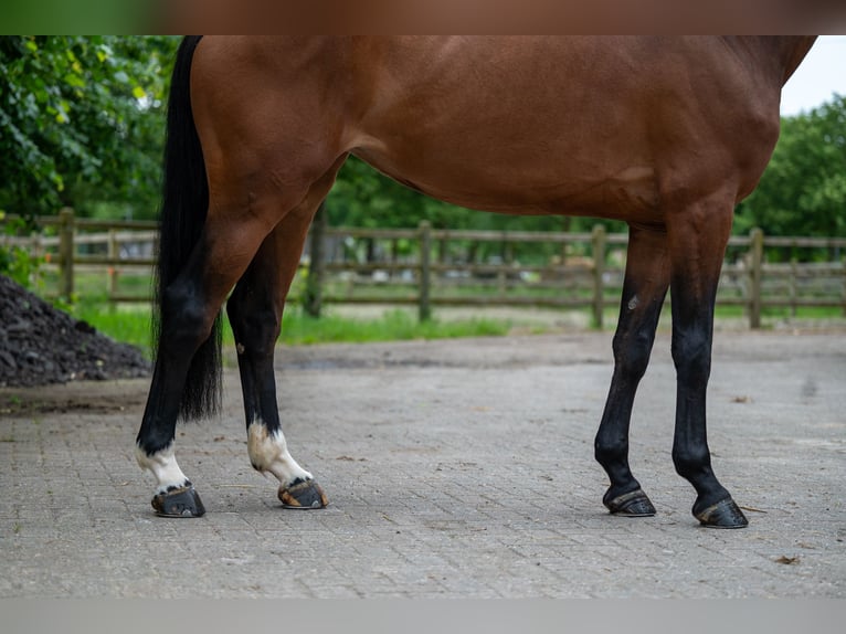 Andere Rassen Merrie 5 Jaar 166 cm Vos in GROTE-BROGEL