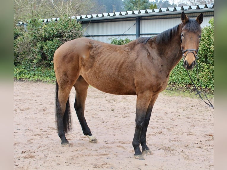 Andere Rassen Merrie 5 Jaar 167 cm Bruin in Sonnefeld