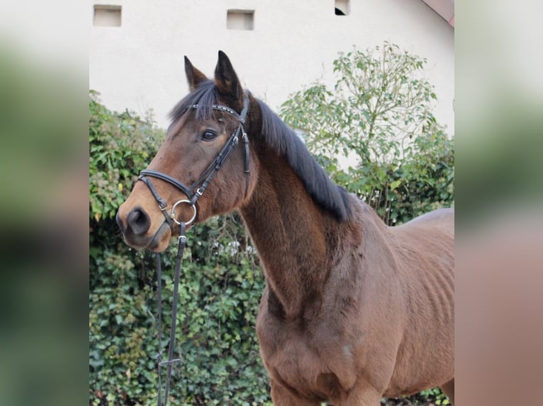 Andere Rassen Merrie 5 Jaar 167 cm Bruin in Sonnefeld