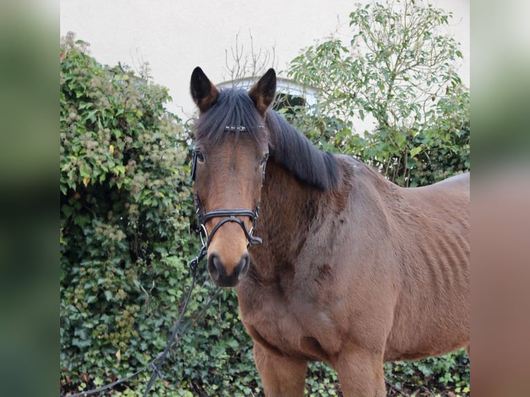 Andere Rassen Merrie 5 Jaar 167 cm Bruin in Sonnefeld