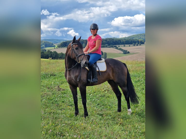 Andere Rassen Mix Merrie 5 Jaar 168 cm Donkerbruin in Schimberg