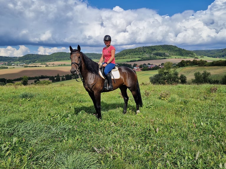 Andere Rassen Mix Merrie 5 Jaar 168 cm Donkerbruin in Schimberg