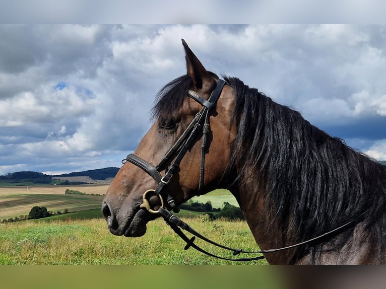 Andere Rassen Mix Merrie 5 Jaar 168 cm Donkerbruin in Schimberg
